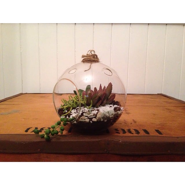glass terrariums with succulents and pebbles