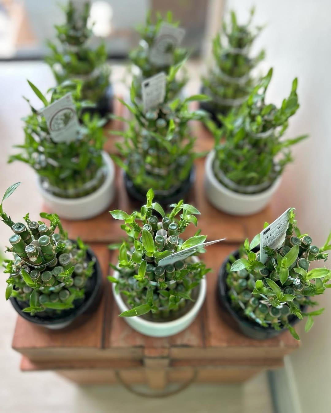 Bamboo poles with herbs in tiers