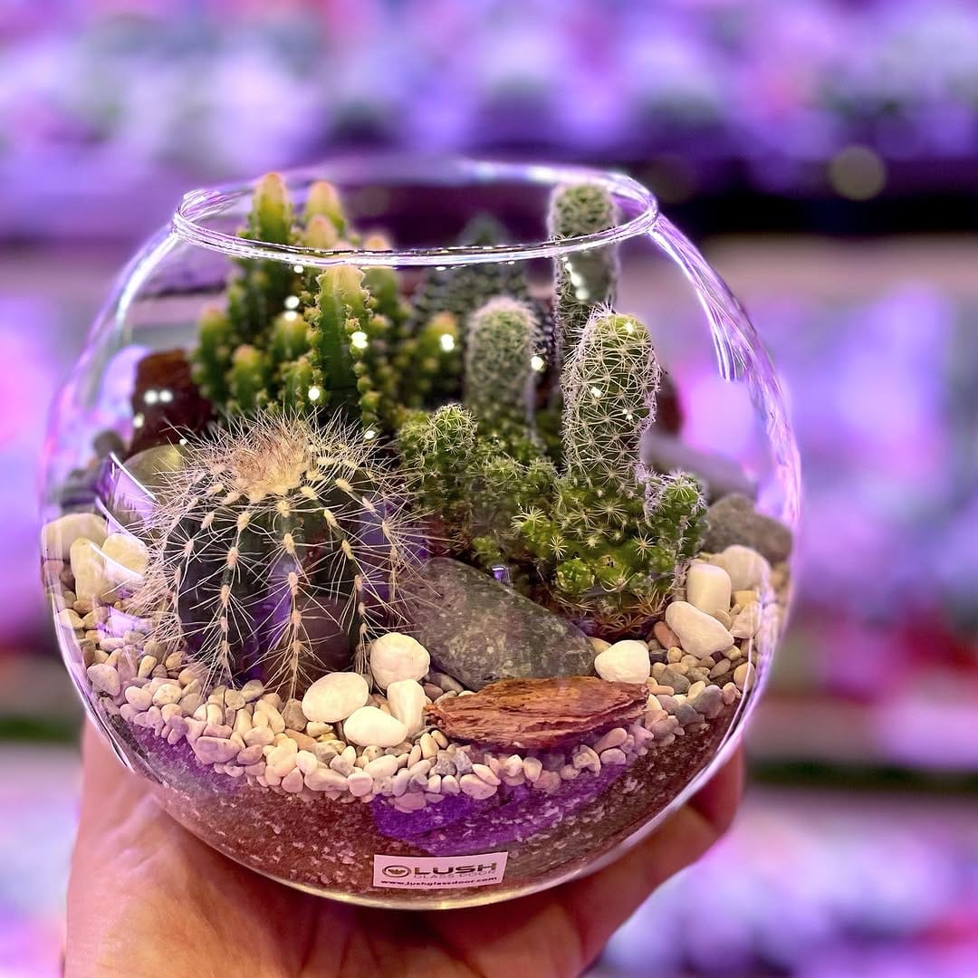 lush terrarium with succulents and moss