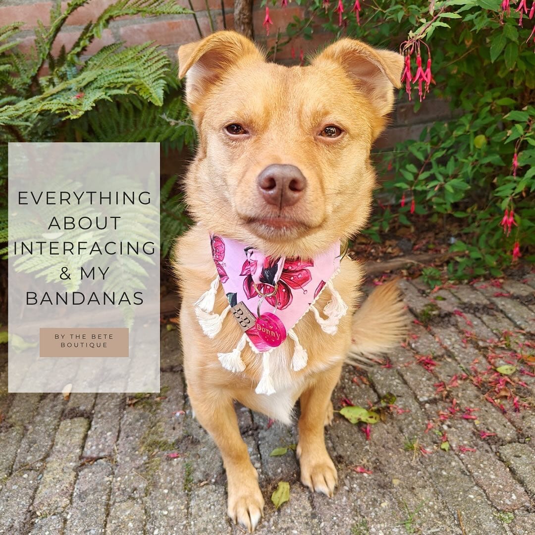 handmade pet collars and bandanas