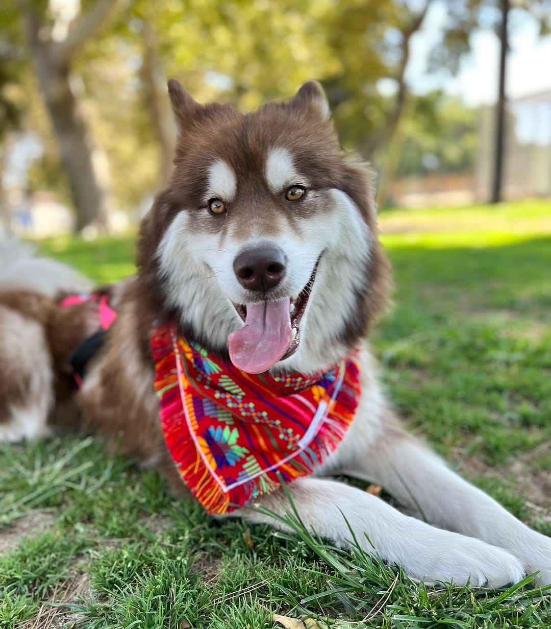 handmade pet collars with vibrant designs