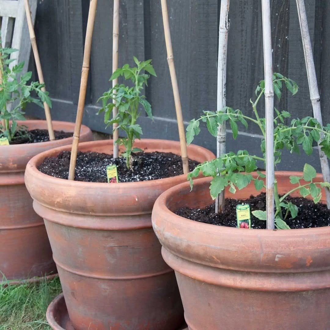 Tiered hanging baskets with herbs