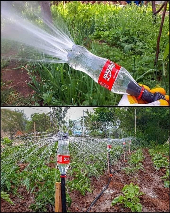 Soda bottle drip setup