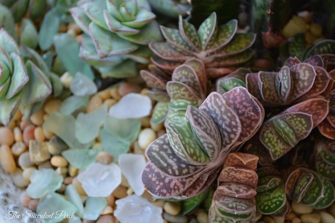 glass globe terrarium with succulents and stones