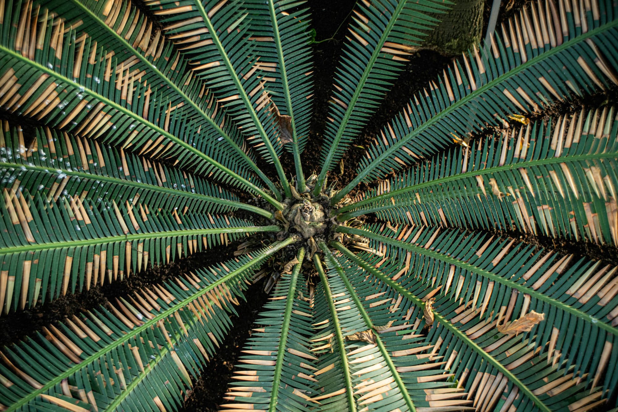 Tropical flower wreath with palm leaves