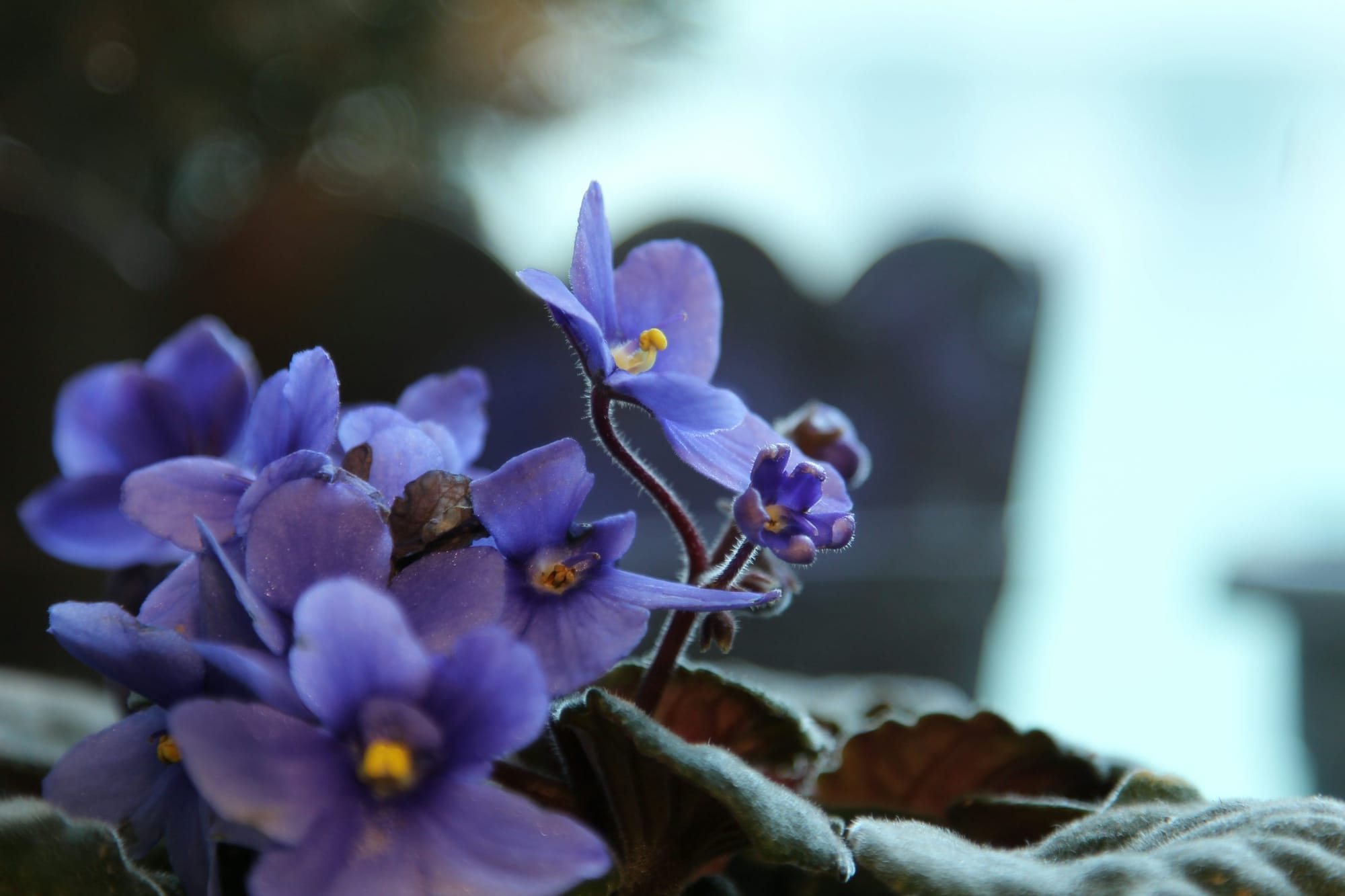 Hydrangea wreath with blue and purple flowers