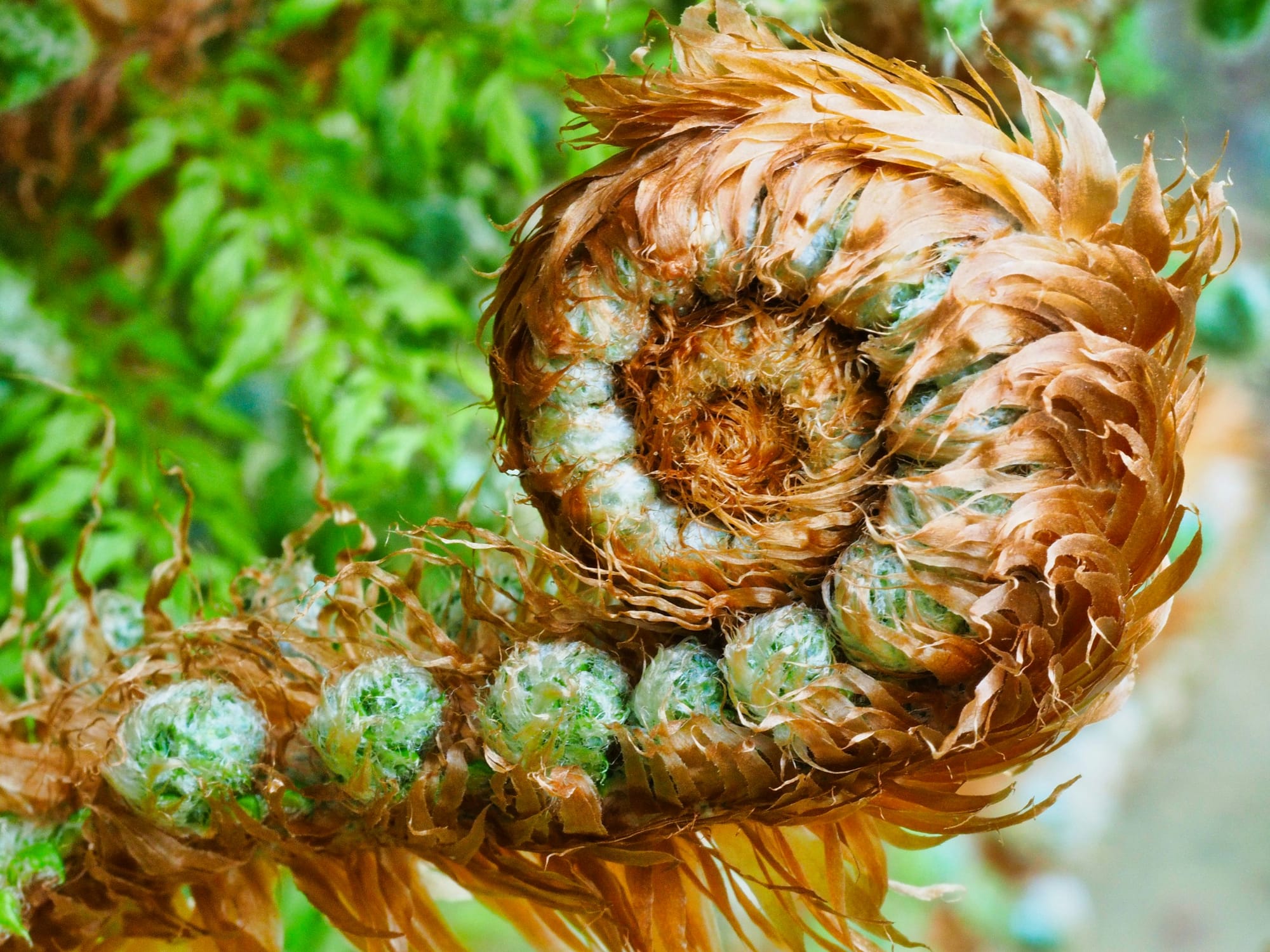 Succulent wreath with mixed textures