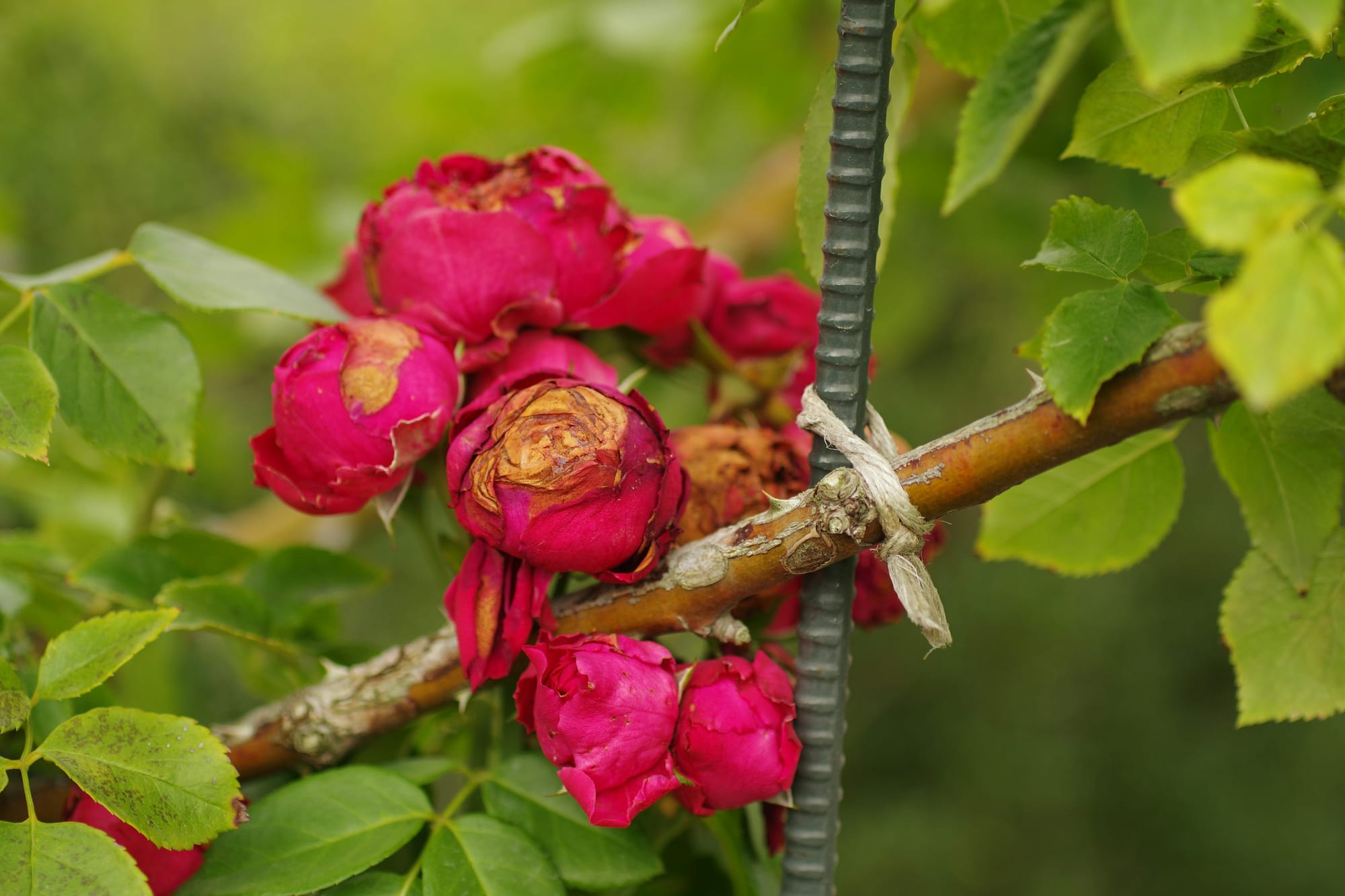 Romantic rose wreath with mixed blooms