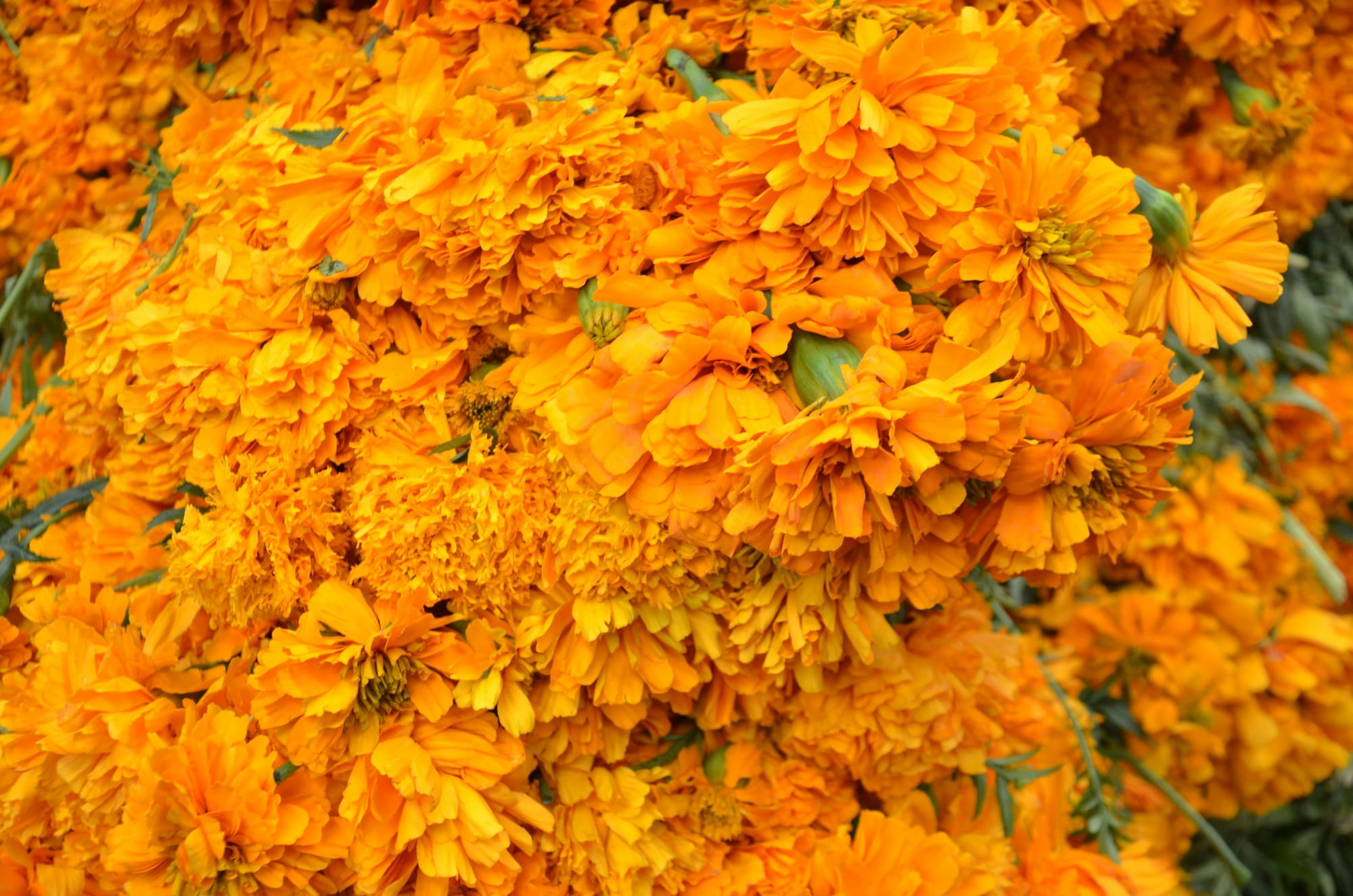 Marigold wreath with bright orange flowers