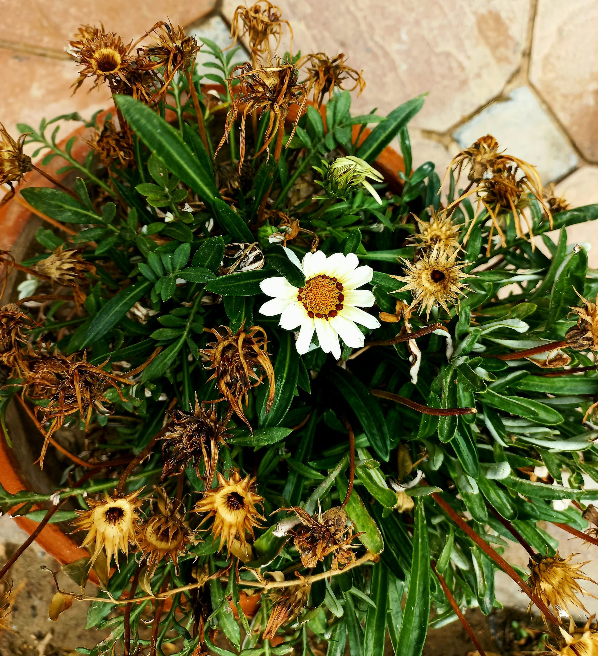 Wildflower wreath with daisies and poppies
