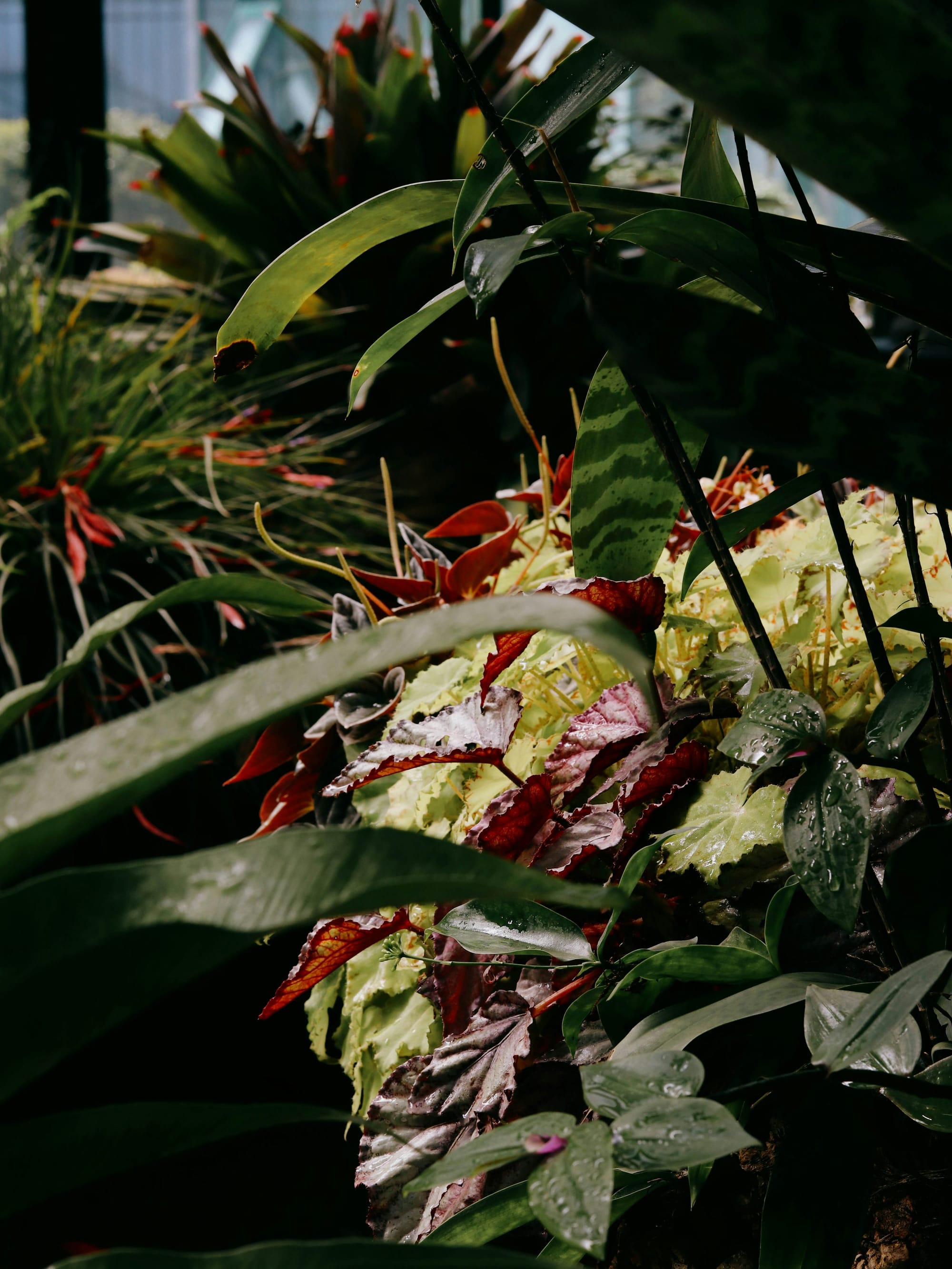 Tropical wreath with hibiscus and monstera leaves