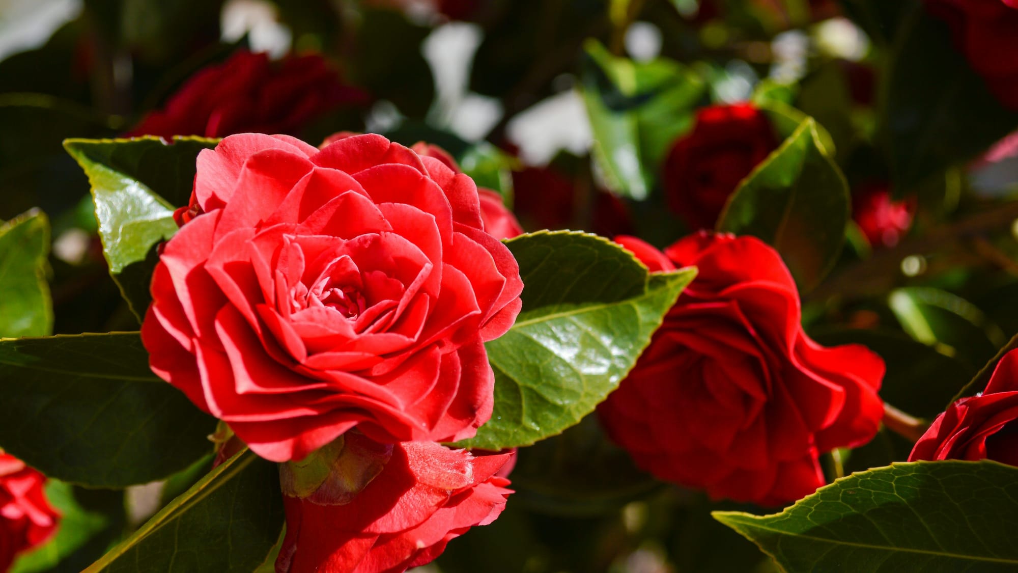 Rose wreath with pink and red roses