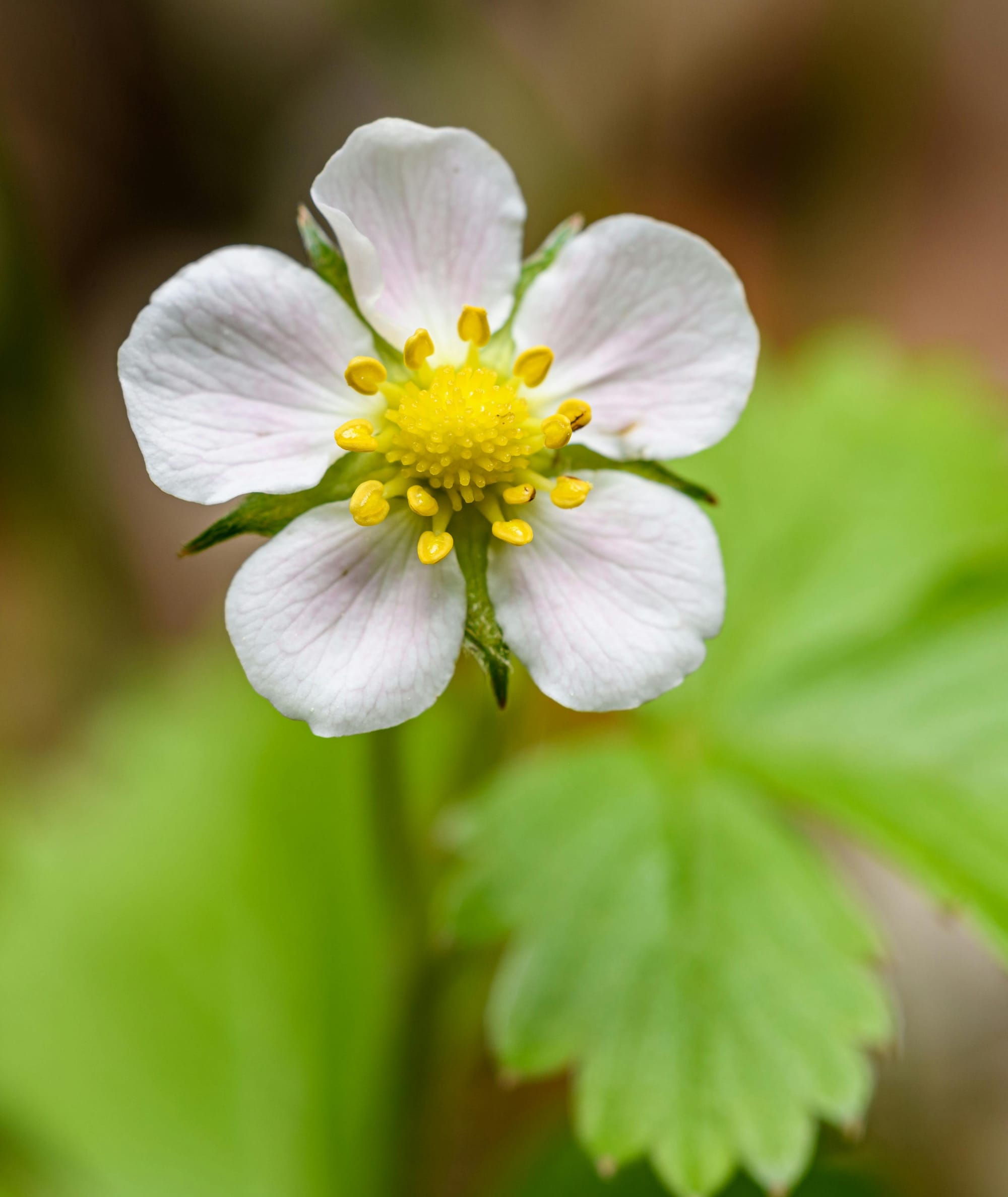strawberry plants in herb garden